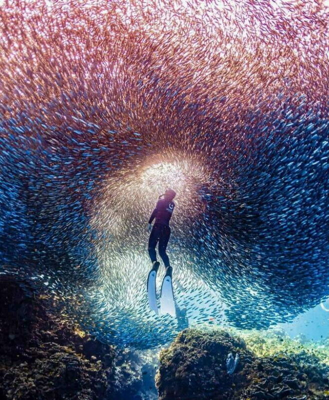 Bohol: Private Sardine Snorkel & Tropical Fish Tour - The Experience Overview