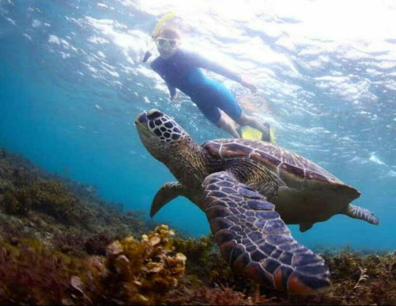 Bohol: Swim with Sea Turtles & Dolphins Island Hopping Tour - A Detailed Look at the Experience