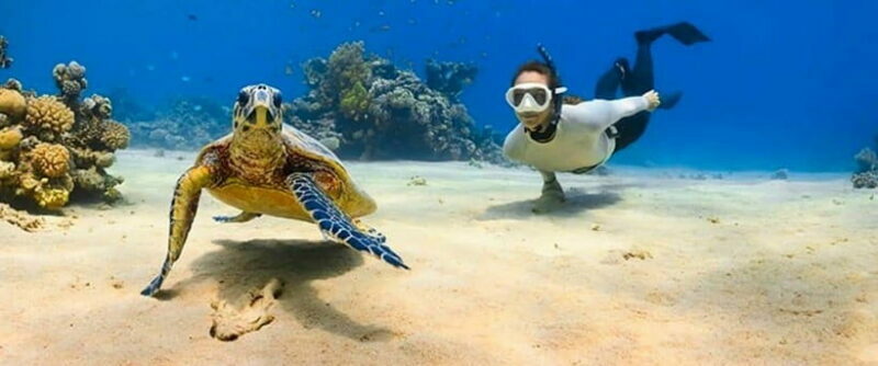 Bohol: Swim with Sea Turtles & Dolphins Island Hopping Tour - Who Should Consider This Tour?