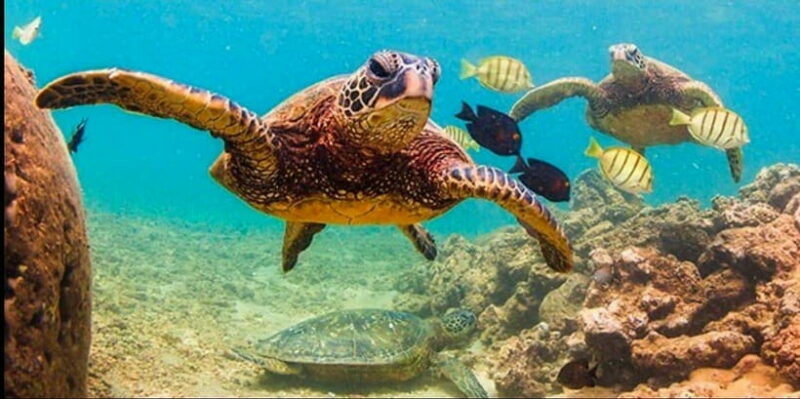 Bohol: Swim with Sea Turtles & Dolphins Island Hopping Tour - FAQ