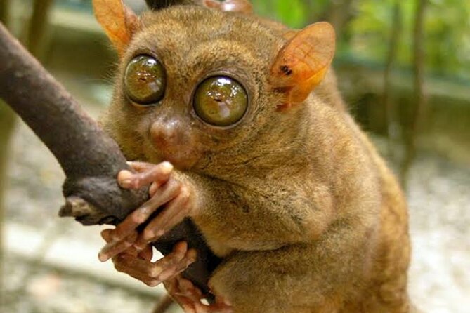 BOHOL Tarsier, WaterFalls & Chocolate Hills Tour - Inclusions