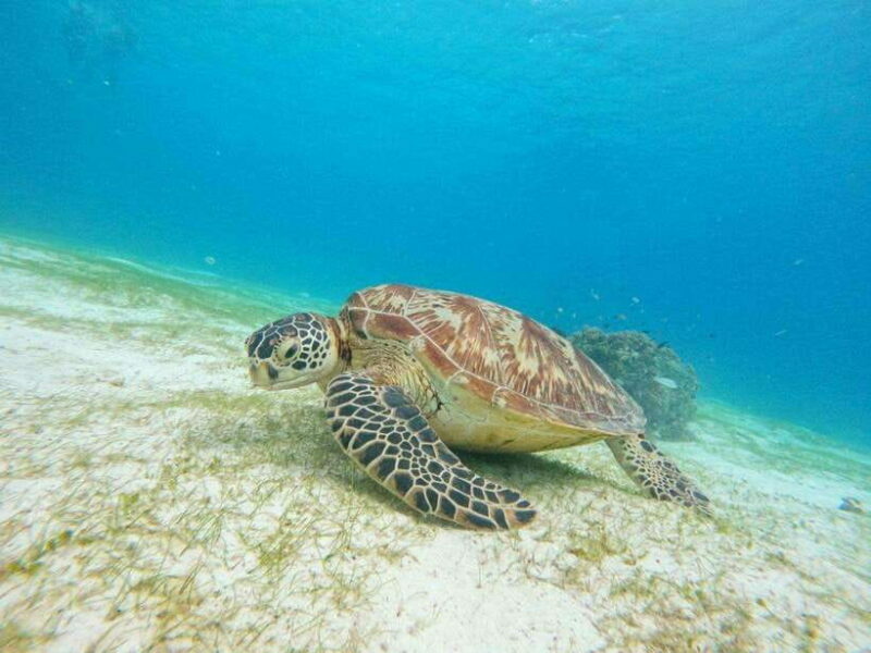 Bohol: Turtle Sanctuary Snorkeling Boat Tour with Lunch - Key Points