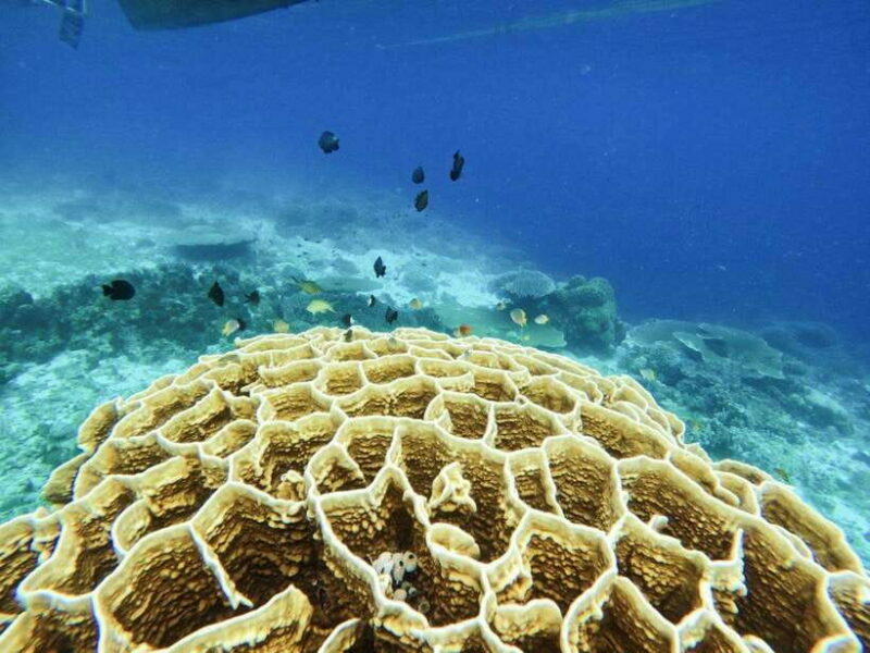 Bohol: Turtle Sanctuary Snorkeling Boat Tour with Lunch - Who Will Enjoy This Tour?