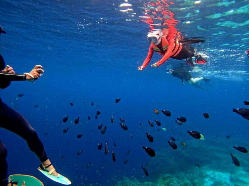Bohol: Turtle Sanctuary Snorkeling Boat Tour with Lunch - FAQs