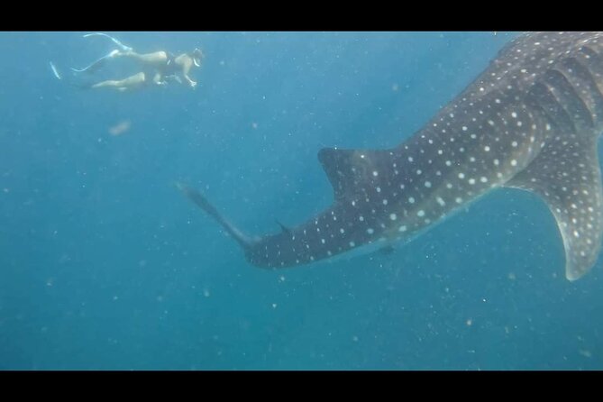 Bohol Whale Shark Encounter - Tour Details and Inclusions