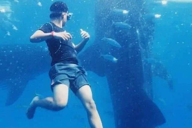 Bohol Whale Shark Encounter - Pickup and Drop-off Locations