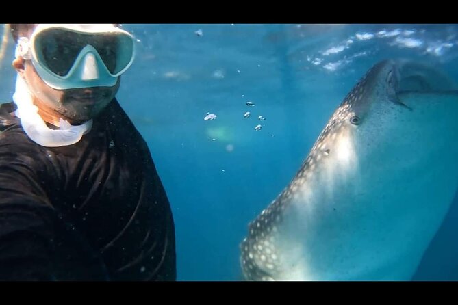 Bohol Whale Shark Encounter - Booking and Cancellation Policy
