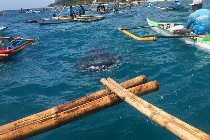 Bohol Whaleharks Interaction & Bohol Countryside Tour With Lunch (Cebu or Bohol) - Highlights