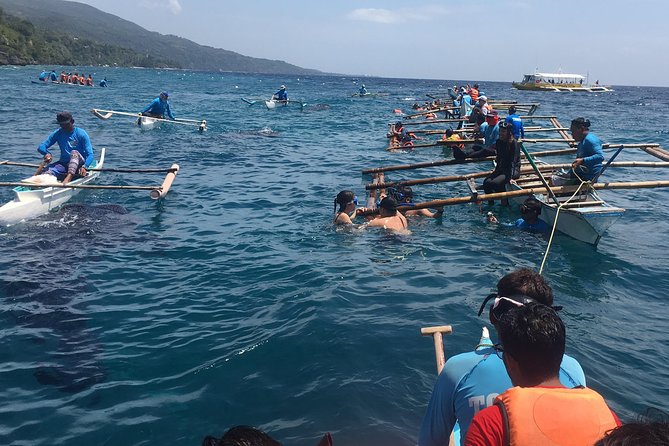 Bohol Whaleharks Interaction & Bohol Countryside Tour With Lunch (Cebu or Bohol) - Pricing and Booking