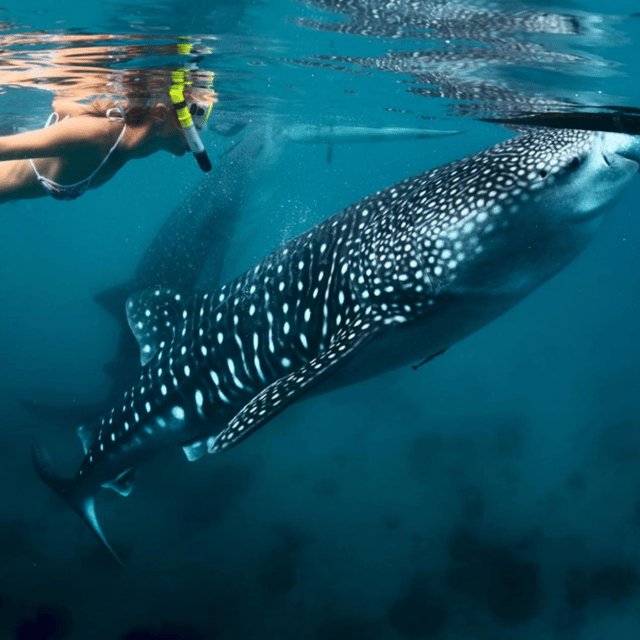 Bohol: Whaleshark + Choco Tour + Rio Verde Lunch Buffet - Tarsier Conservation Area