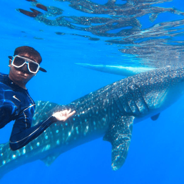 Bohol: Whaleshark + Choco Tour + Rio Verde Lunch Buffet - Recommendations and What to Bring