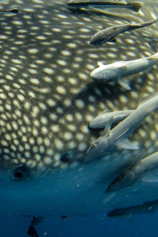 Bohol Whaleshark Experience - Key Points