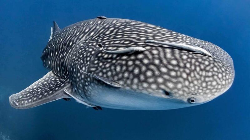 Bohol Whaleshark Experience - Itinerary Information
