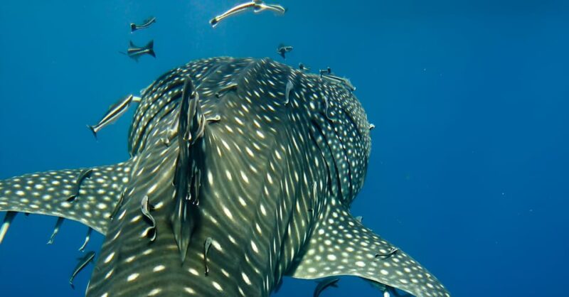 Bohol Whaleshark Experience - Inclusions and Exclusions