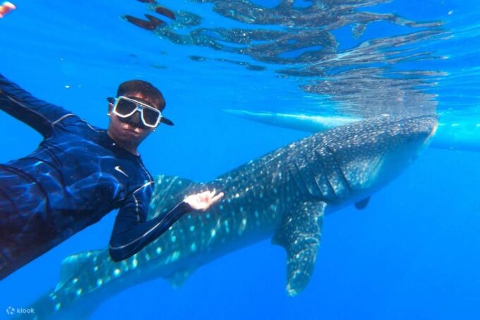 Bohol Whaleshark Experience - Frequently Asked Questions