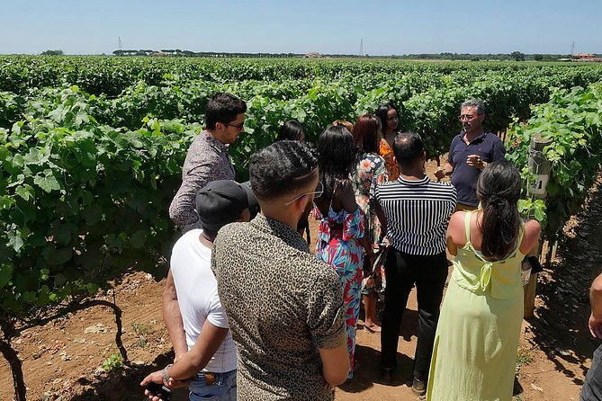 Bolgheri: Classic Wine Tasting With Winery Tour - Highlights of the Experience