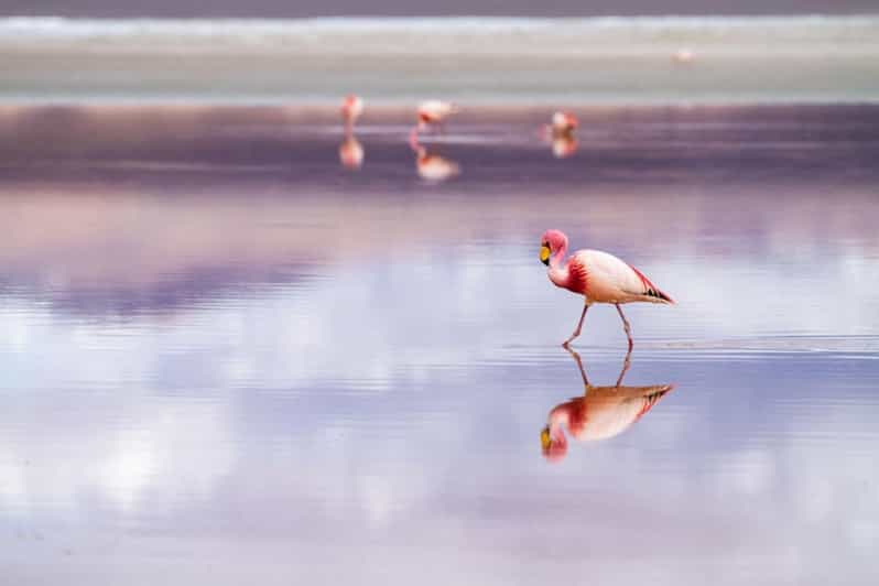 Bolivia: Uyuni Salt Flats to Tupiza | Private | 4 Days - Key Points