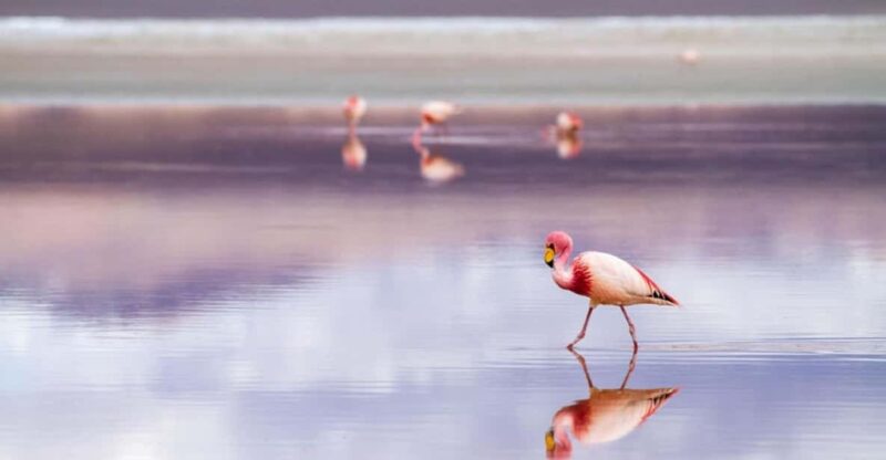 Bolivia: Uyuni Salt Flats to Tupiza | Private | 4 Days - Included Services