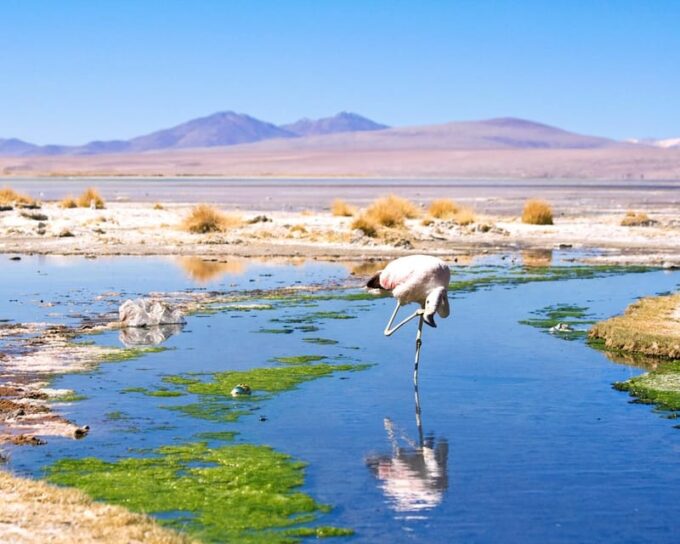 Bolivia: Uyuni Salt Flats to Tupiza | Private | 4 Days - Prohibited Items