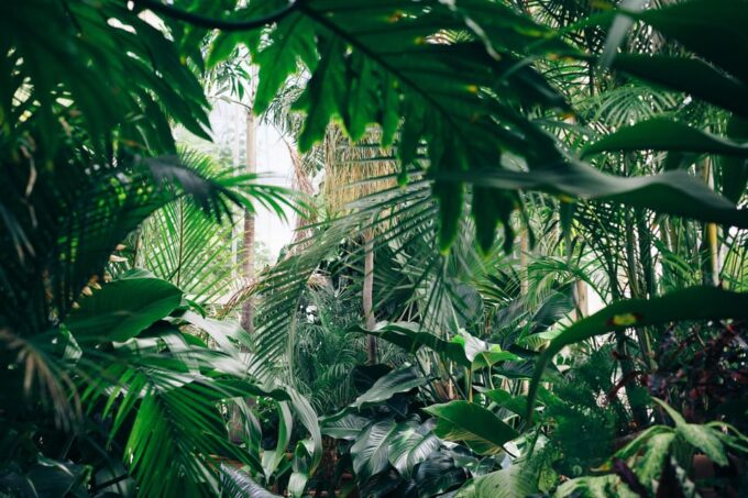Bolivian Amazon: 3 Days, Madidi Nat. Park With Treetents - Accommodation: Tree Tents