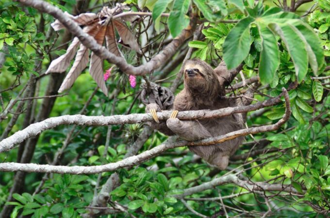 Bolivian Amazon: 3 Days, Madidi Nat. Park With Treetents - Frequently Asked Questions