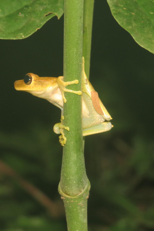 Bolivian Amazon: 3 Days, Pampas & Awaisal Community - Accommodation and Inclusions