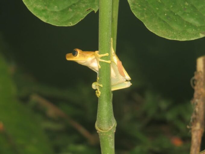 Bolivian Amazon: 3 Days, Pampas & Awaisal Community - Cultural Exchange With Awaisal Community