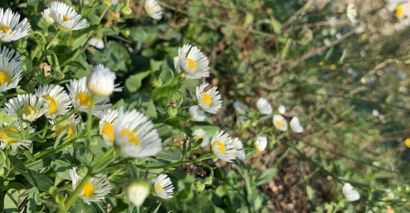 Bologna Forlì: Foraging, Looking for Wild Edible Herbs - Overview of Foraging Experience