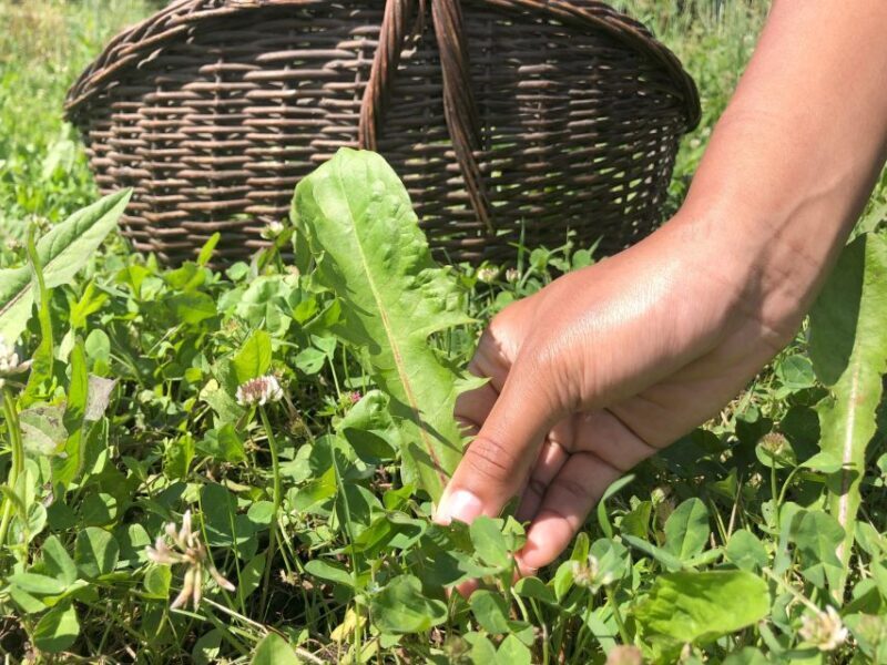 Bologna Forlì: Foraging, Looking for Wild Edible Herbs - Highlights of the Activity