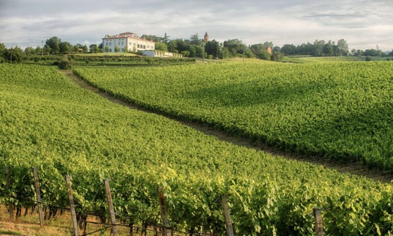 Bologna Vineyard Vista: a Journey Through Emilian Wines - Deluxe Tasting Experience