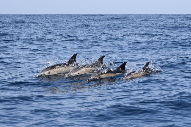 Bonadea II Ecological Whale Watching, 2 Hours - Booking and Cancellation Policy