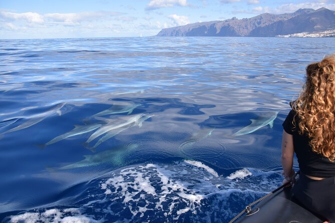 Bonadea II Ecological Whale Watching, 2 Hours - Meeting and Pick-up Location