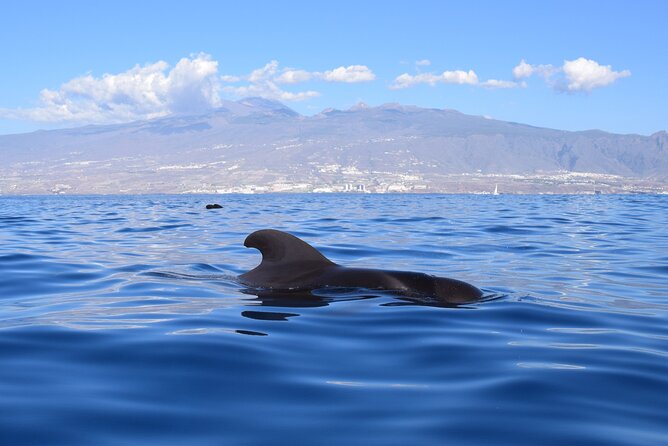 Bonadea II Ecological Whale Watching, 2 Hours - Whale and Dolphin Listening