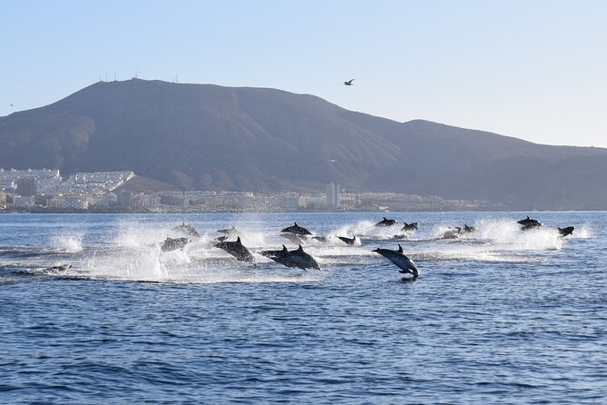Bonadea II Ecological Whale Watching, 2 Hours - Maximum Traveler Capacity