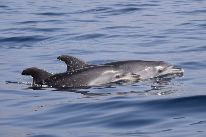 Bonadea II Ecological Whale Watching, 2 Hours - Accessibility and Transport