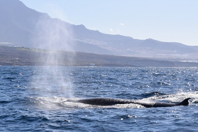 Bonadea II Ecological Whale Watching, 2 Hours - Medical Considerations