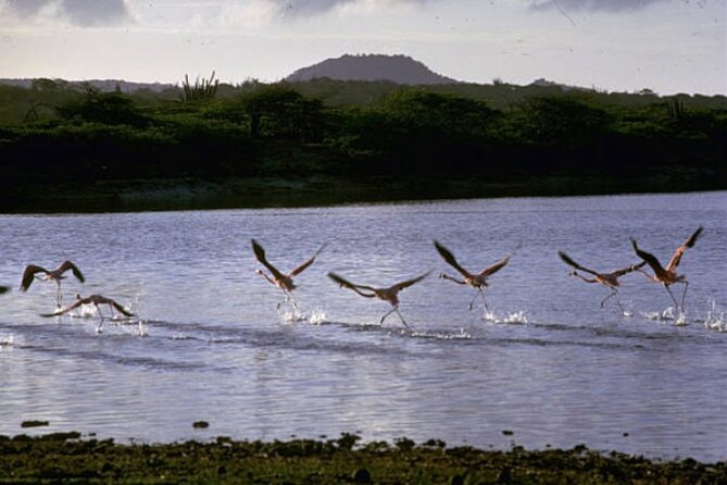 Bonaire Shore Excursion: Scenic Bonaire and Coco Beach Small Group Tour - Reflecting on Colonial Past