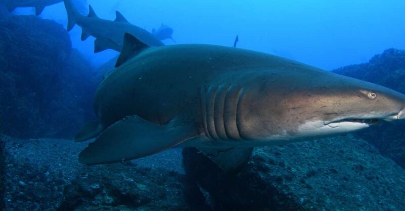Bondi: Shark Dive at Bushrangers Bay for Certified Divers - Certified Diving Experience