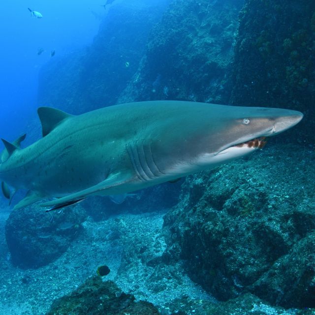 Bondi: Shark Dive at Bushrangers Bay for Certified Divers - Duration and Schedule