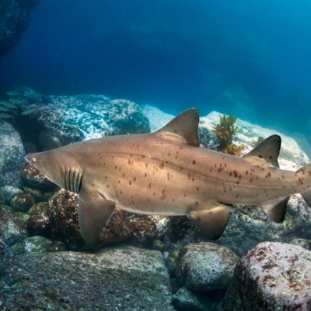 Bondi: Shark Dive at Bushrangers Bay for Certified Divers - Participant Requirements