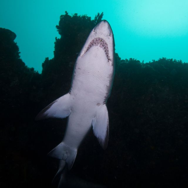 Bondi: Shark Dive at Bushrangers Bay for Certified Divers - Transportation Details