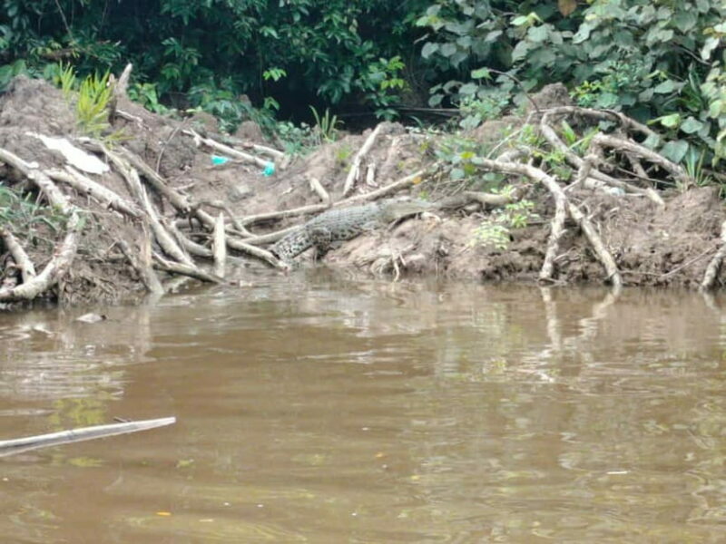 Bongawan Wetland: Proboscis Monkey and Fireflies Shared Tour - Key Points