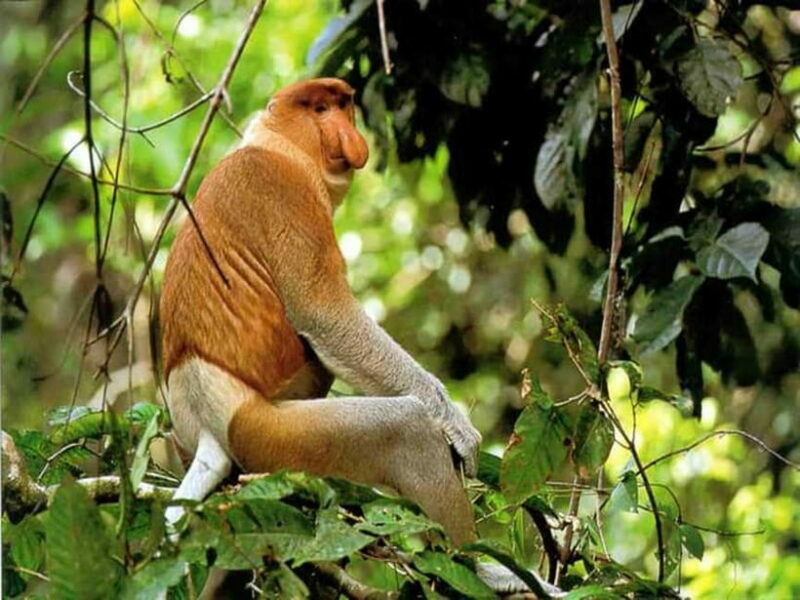 Bongawan Wetland: Proboscis Monkey and Fireflies Shared Tour - Practical Details: What to Know