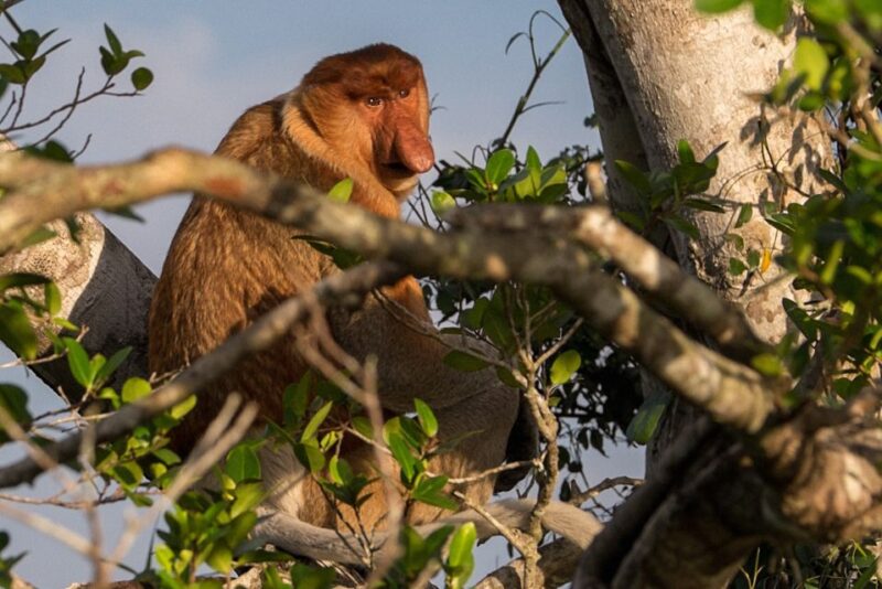 Bongawan Wetland: Proboscis Monkey and Fireflies Shared Tour - Inclusions and Requirements