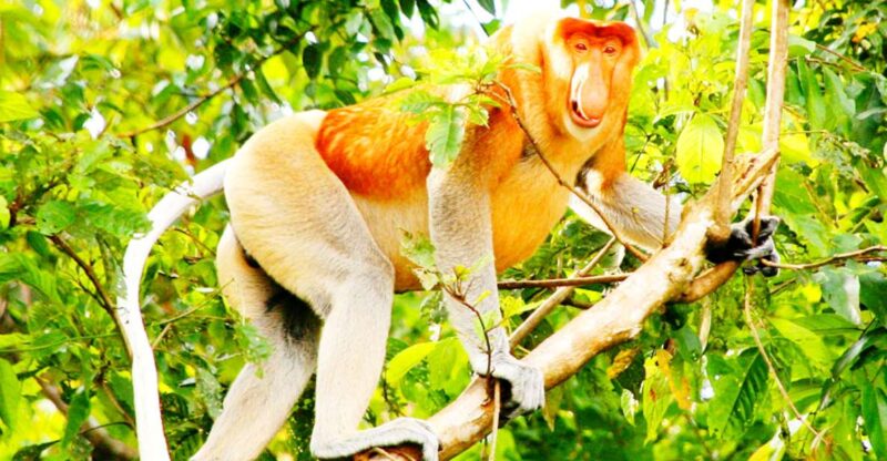 Bongawan Wetland: Proboscis Monkey and Fireflies Shared Tour - Customer Reviews and Ratings