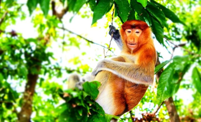 Bongawan Wetland: Proboscis Monkey and Fireflies Shared Tour - Travel Time and Activities