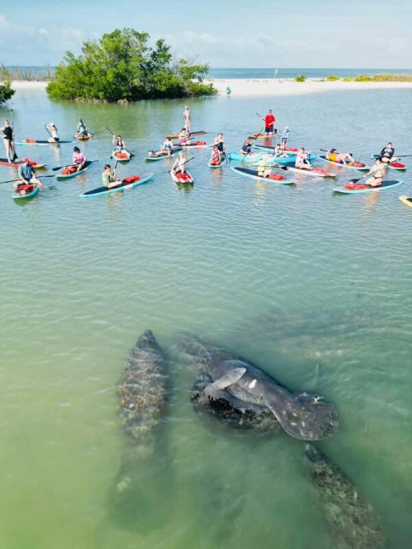 Bonita Springs Dolphin, Manatee & Sea Turtle Adventure Tour! - An Authentic Florida Adventure: What to Expect