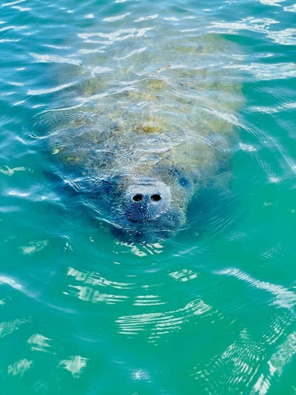 Bonita Springs Dolphin, Manatee & Sea Turtle Adventure Tour! - The Sum Up: Who Will Love This Tour?