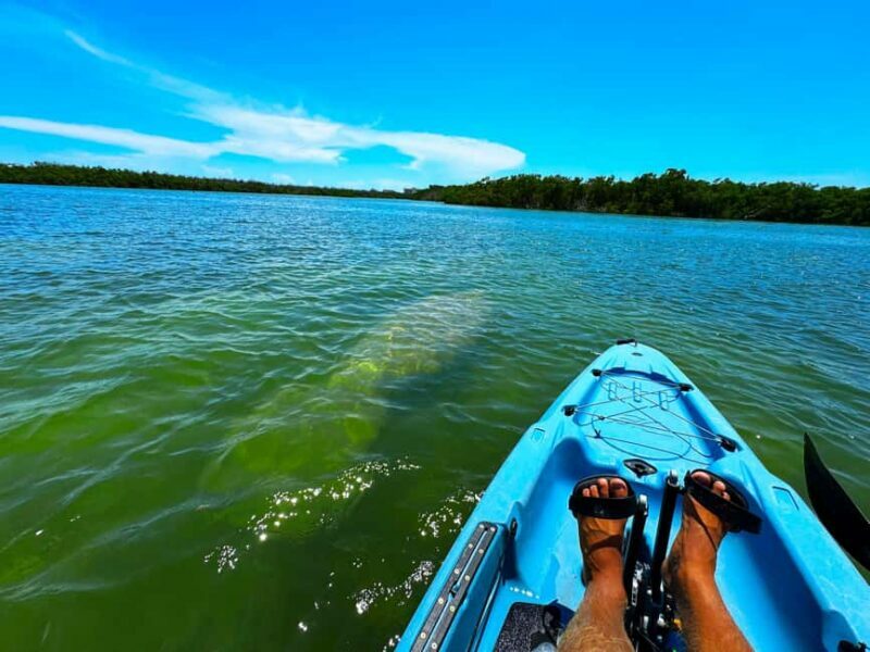 Bonita Springs: Kayak Tour with Manatees, Dolphins Sightings - A Closer Look at the Tour Experience
