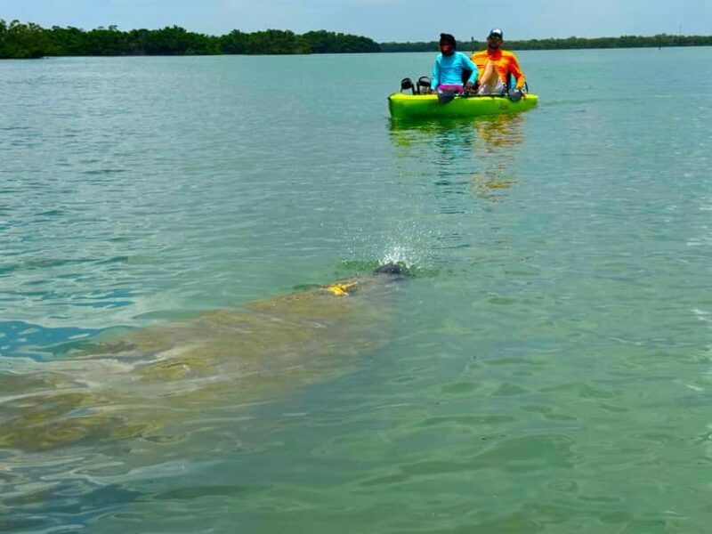 Bonita Springs: Kayak Tour with Manatees, Dolphins Sightings - The Itinerary in Detail